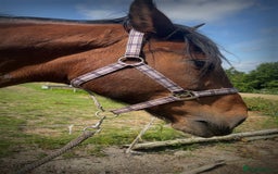 American Standardbred horses for sale: Bonnie ❤️🐴 - Image 10