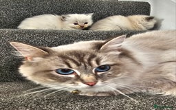 Ragdoll cats for sale: Stunning  ragdoll  kittens - Image 5