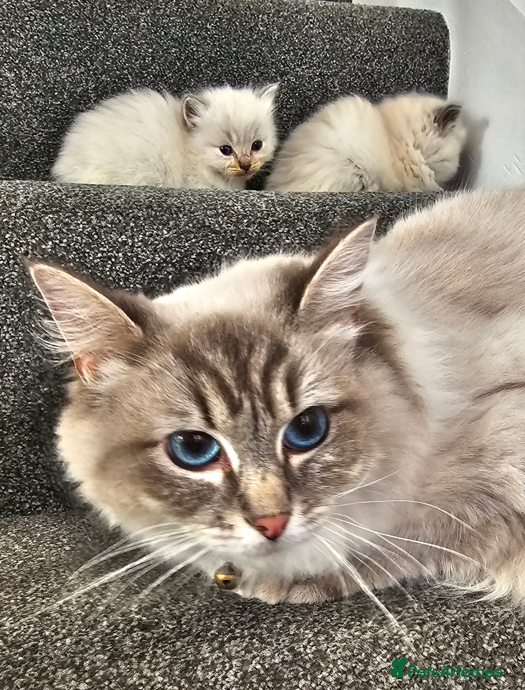 Ragdoll cats for sale: Stunning  ragdoll  kittens - Image 5