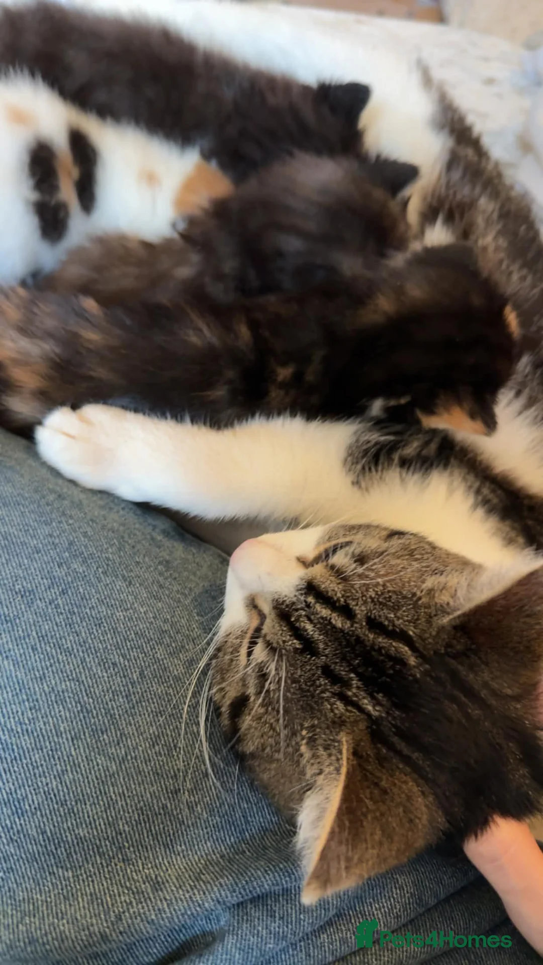 Mixed Breed cats for sale: 6 playful kittens - Advert 2