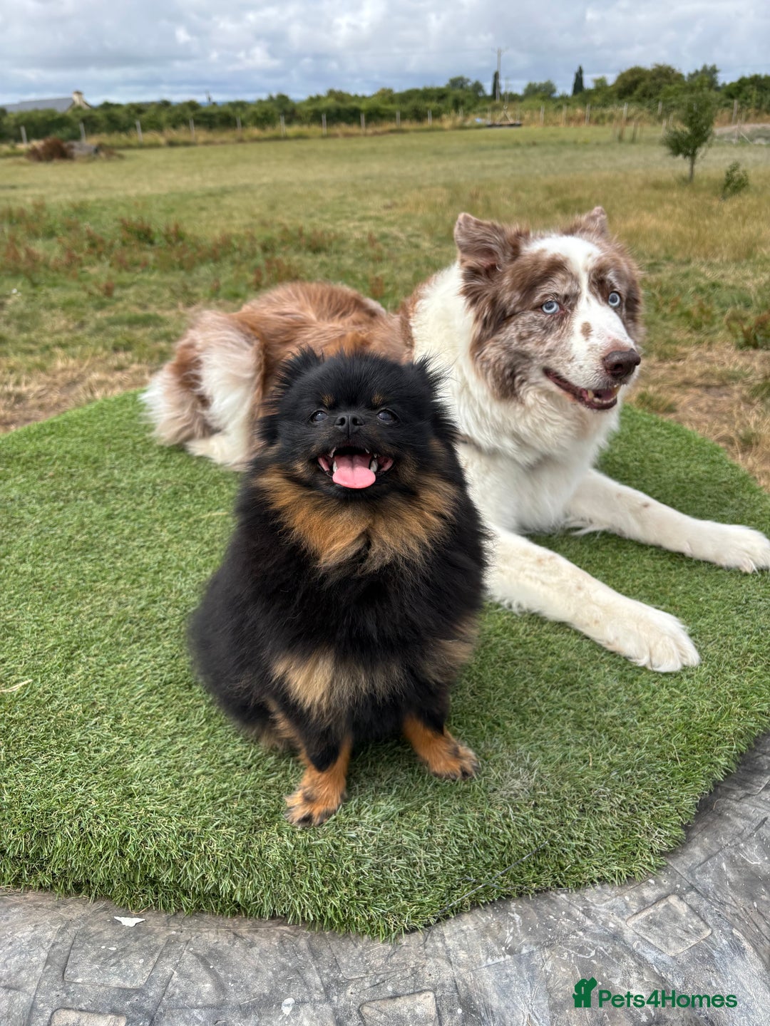 Pomeranian dogs for sale: 1.5 year old female Russian Pomeranian  - Image 13