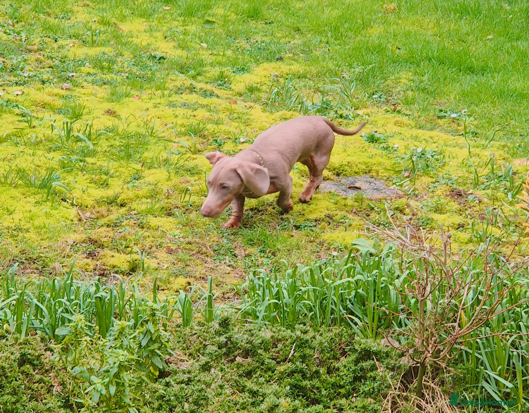 Dachshund dogs for sale: Male 7 month old miniature daschhund  in Margate - Advert 4