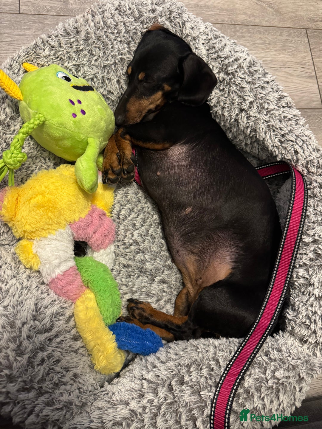 Miniature Dachshund dogs for sale: Boo Black and Tan mini dachshund - Advert 3