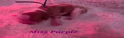 Cavalier King Charles Spaniel dogs for sale: Blenhiem cavalier king charles spaniel puppies - Advert 14
