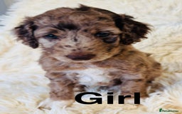 Cockapoo dogs for sale: stunning merle cockapoo puppies, ready 21st august - Image 2