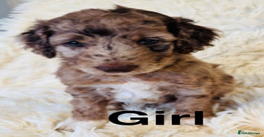 Cockapoo dogs - Advert 19