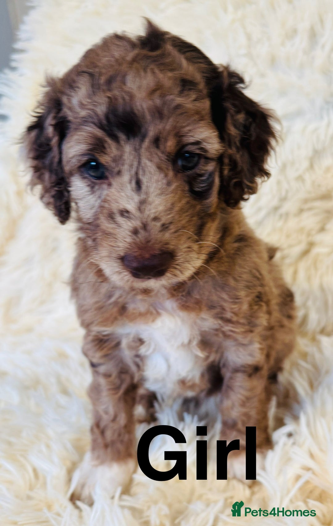 Cockapoo dogs for sale: stunning merle cockapoo puppies, ready 21st august - Image 2