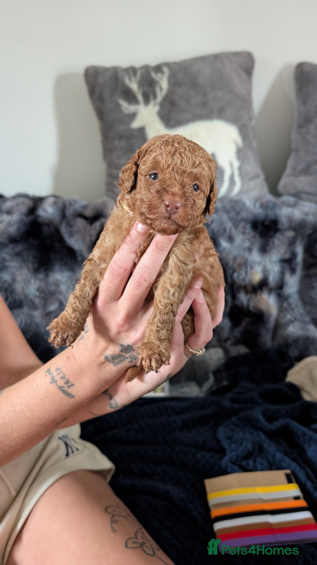 Cavapoo dogs for sale: Beautiful Cavapoo X toy poodle puppies  - Image 19