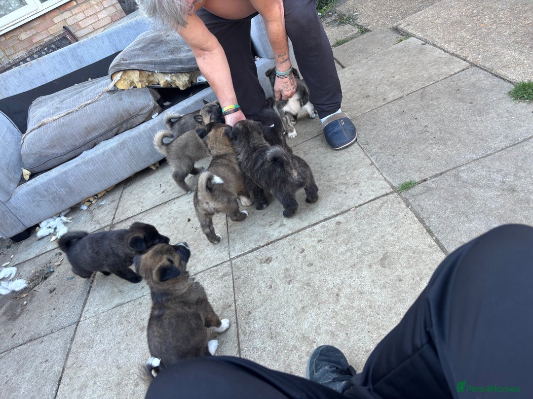 Mixed Breed dogs for sale: American Akita x German Sheperd Pups ready to go - Image 10