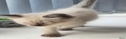 Ragdoll cats for sale: Ragdoll cross kittens 2 beautiful boys  - Advert 2