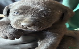 Labrador Retriever dogs for sale: Labrador pups - Image 5