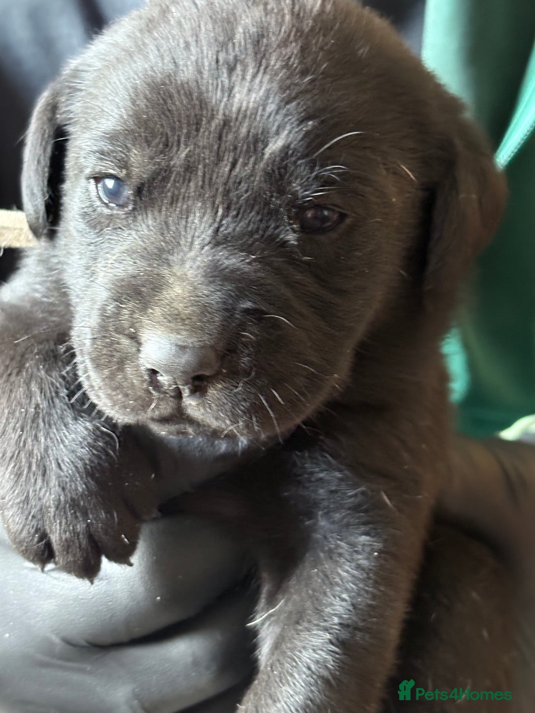 Labrador Retriever dogs for sale: Labrador pups - Image 5