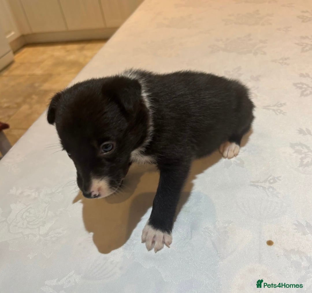 Border Collie dogs for sale: Border Collie pups for sale - Advert 6