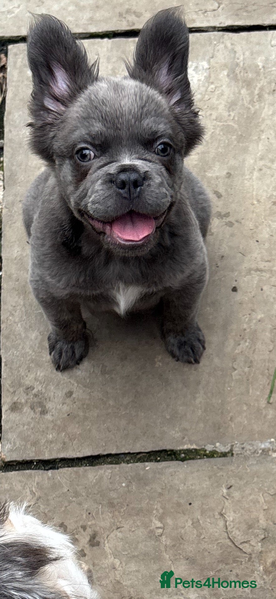 French Bulldog dogs REDUCED Two Fluffy Boys - Advert 18
