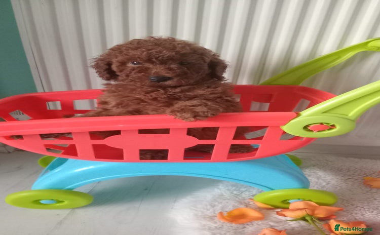 Miniature Poodle dogs - Advert 12