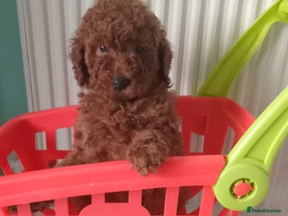 Miniature Poodle dogs - Advert 22
