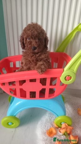 Miniature Poodle dogs - Advert 12