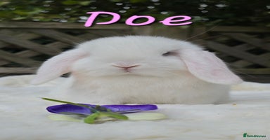 Mini Lop rabbits - Advert 7