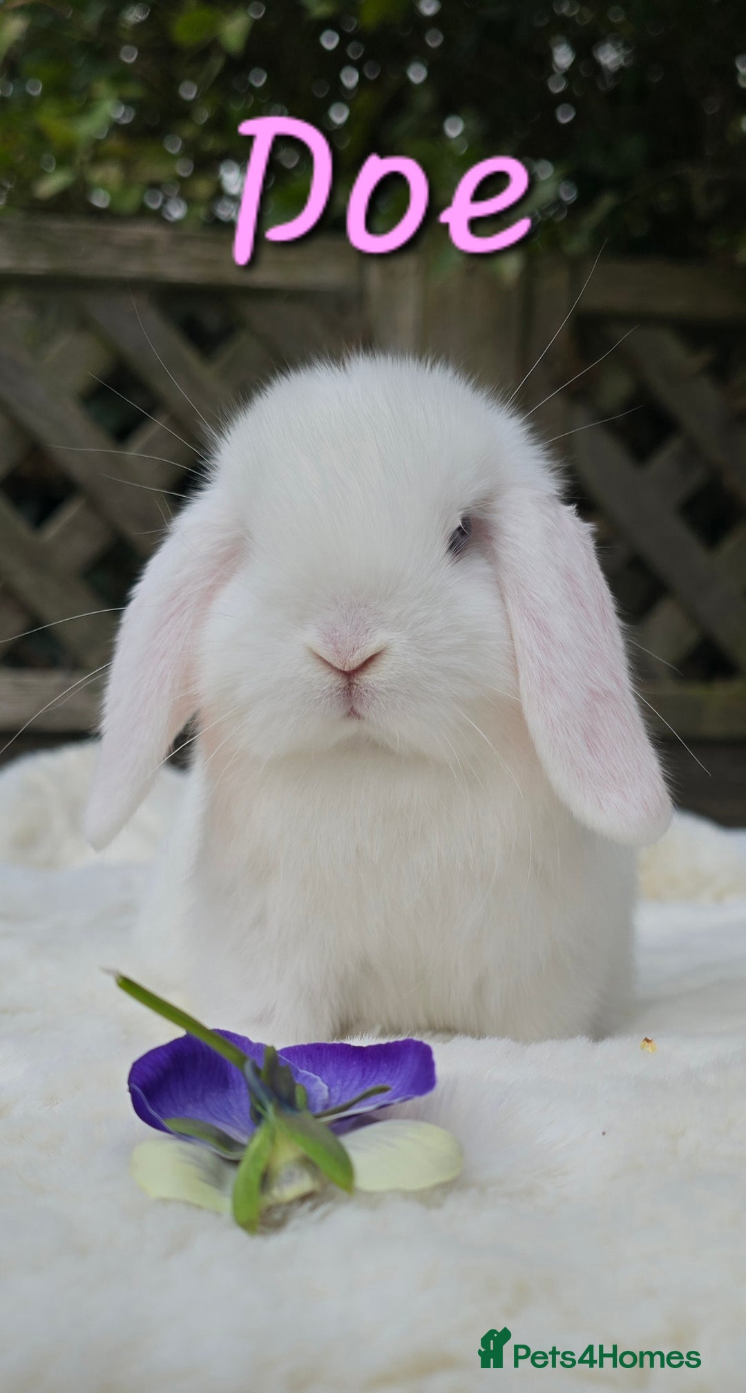 Mini Lop rabbits for sale: Beautiful mini lops boys and girls - Image 2