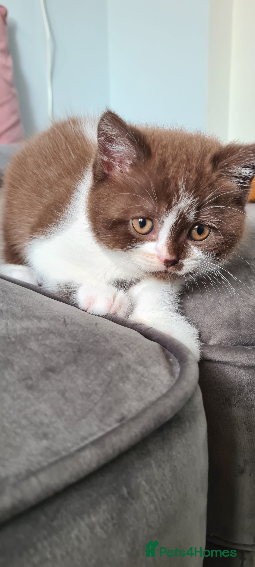 British Shorthair cats for sale: 4 PEDIGREE kittens READY TO GO! 2 LEFT - Image 14