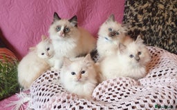 Ragdoll cats for sale: 💖Beautiful GCCF Registered Ragdoll Kittens. - Image 2