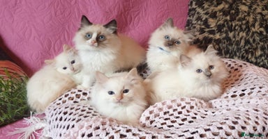 Ragdoll cats - Advert 6
