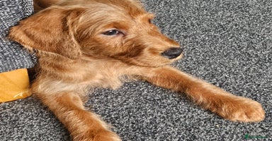 Labradoodle dogs - Advert 2