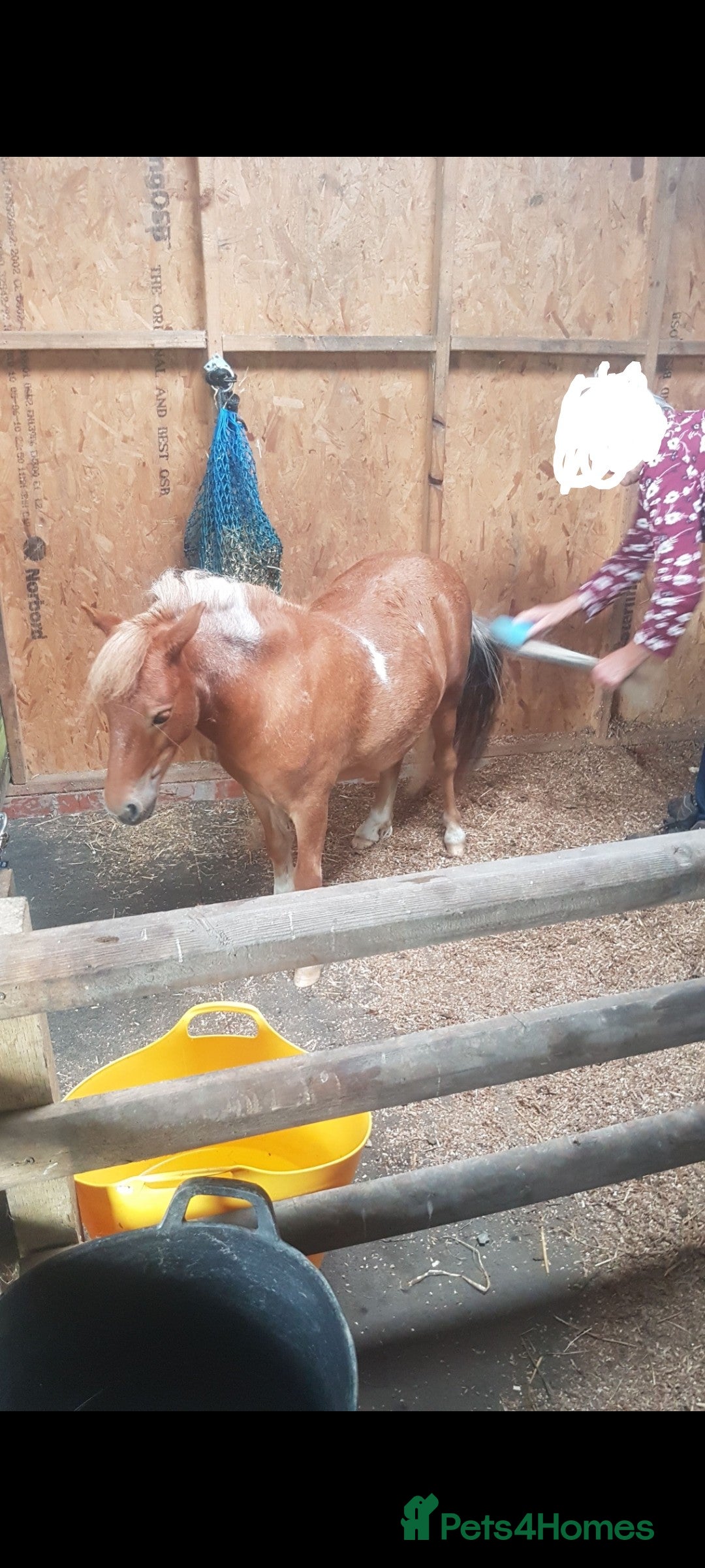 Shetland pony horses for sale: Lovely minature shetland gelding - Advert 6