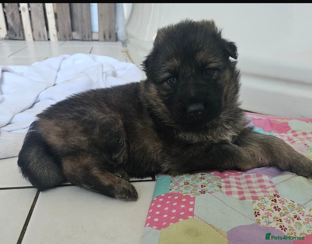 German Shepherd dogs for stud: German shepherd for stud  in Bexhill-on-Sea - Image 10