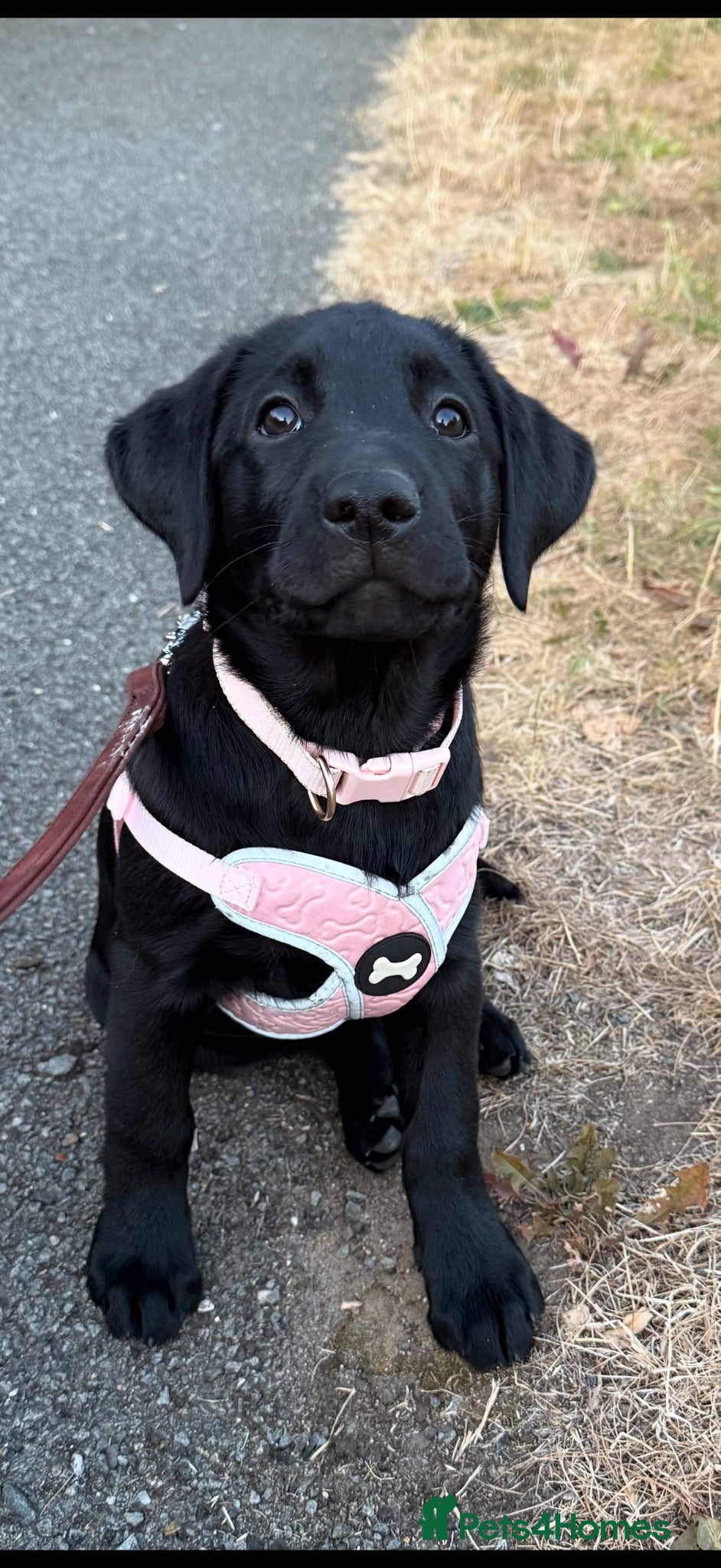 Labrador Retriever dogs Ready Now - Gorgeous Black Labrador Puppies  - Advert 1