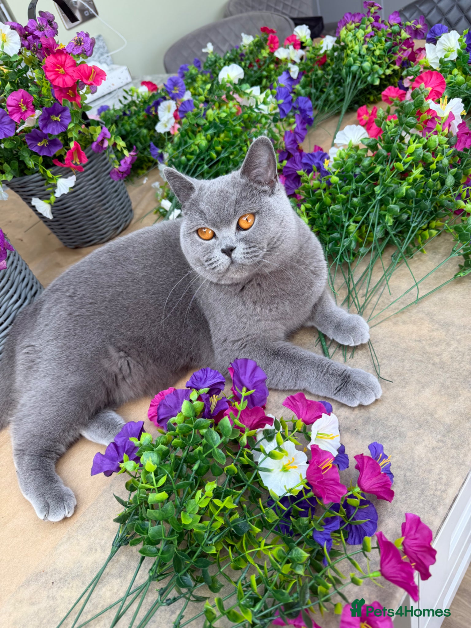 British Shorthair cats for sale: 3 Beautiful BSH, 1 BLH kittens - Advert 7