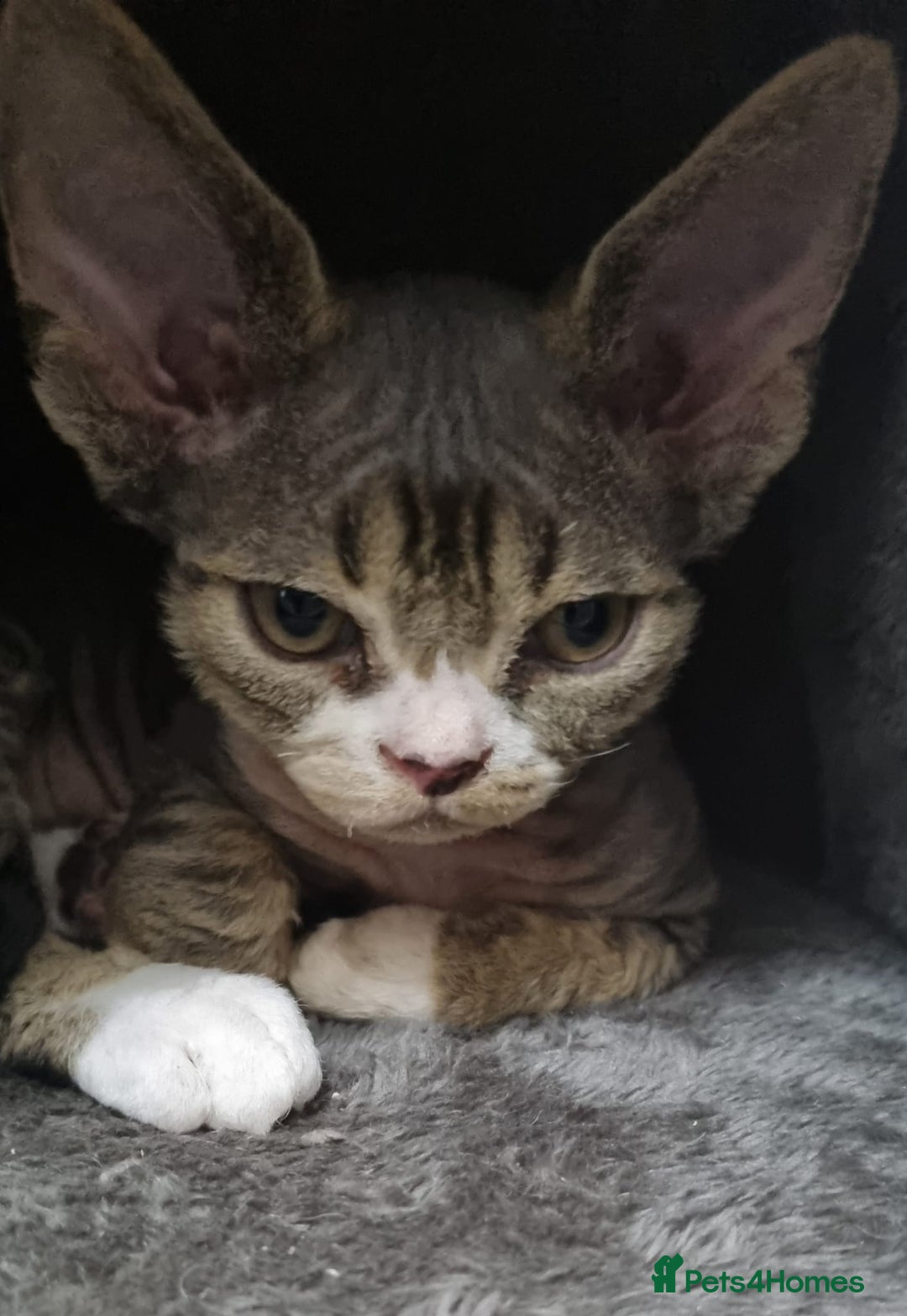 Devon Rex cats for sale: Three lovely brothers and sister - Advert 14
