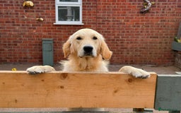Golden Retriever dogs for sale: Truly Handsome Champion Sired Golden Retriever - Image 1