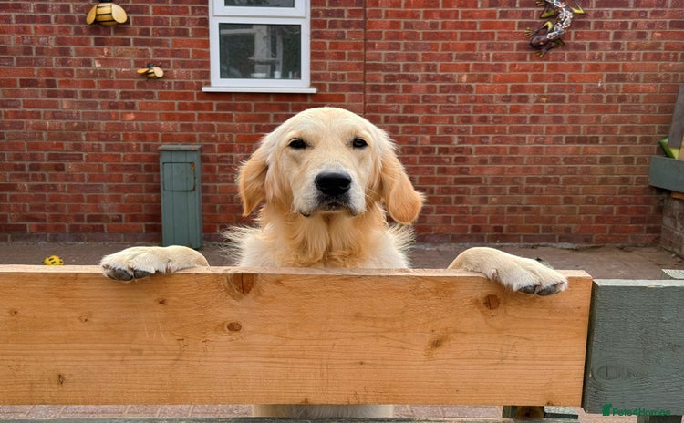 Golden Retriever dogs - Advert 1
