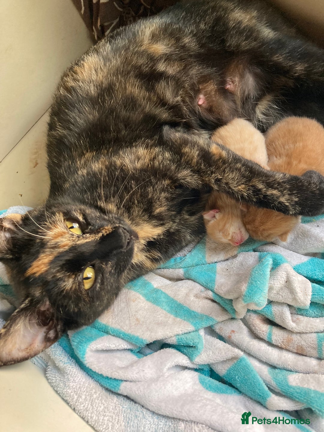 Mixed Breed cats for sale: Cuddly ginger twins - Image 8