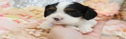 Cavalier King Charles Spaniel dogs for sale: HEALTH TESTED KC Cavalier King Charles Spaniels - Advert 5