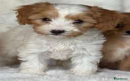 Cavapoo dogs for sale: Beautiful cavapoos - Image 12