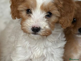 Cavapoo dogs - Advert 36