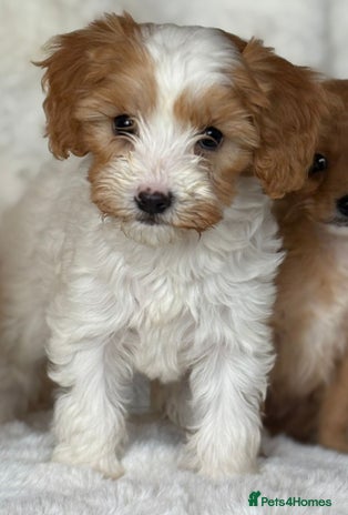 Cavapoo dogs - Advert 12