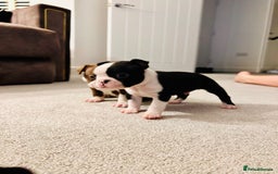 Boston Terrier dogs for sale: Beautiful Chunky KC Boston Terrier Puppies - Image 10