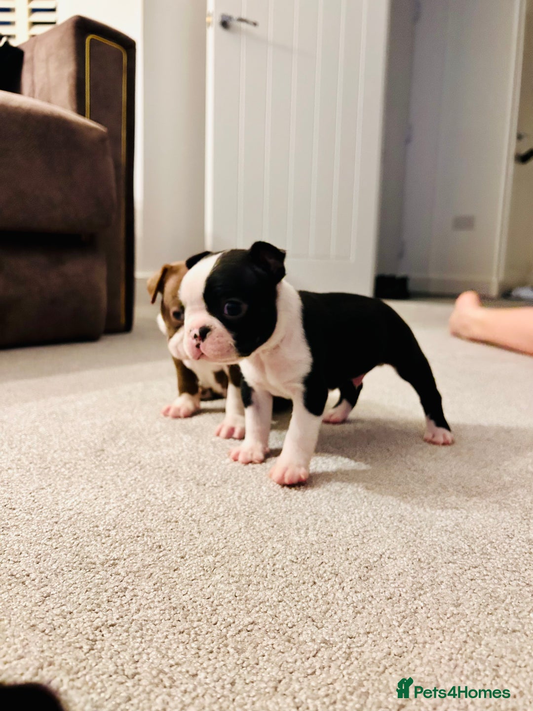 Boston Terrier dogs for sale: Beautiful Chunky KC Boston Terrier Puppies - Image 10