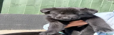 Puppy 3