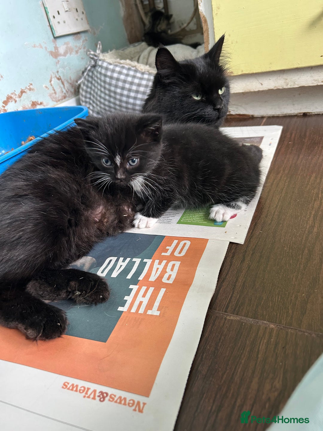 Mixed Breed cats for sale: Three lovely girls  - Advert 3