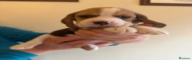 Beagle 3