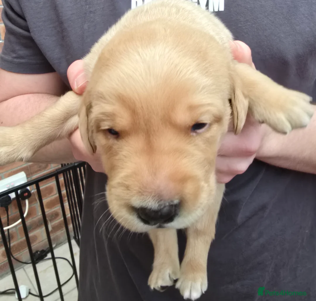 Labrador Retriever dogs for sale: 8 labrador pups bred for health and temperament! - Advert 8