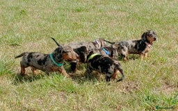 Miniature Dachshund dogs for sale: Stunning silver dapple miniature dachshunds  - Image 27