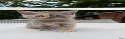 British Shorthair cats for sale: 🐈 Stunning British Shorthair for sale 🫶🏻🐈‍⬛ - Advert 15