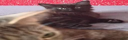Domestic Shorthair cats for sale: Kittens for sale in Glasgow - Advert 6