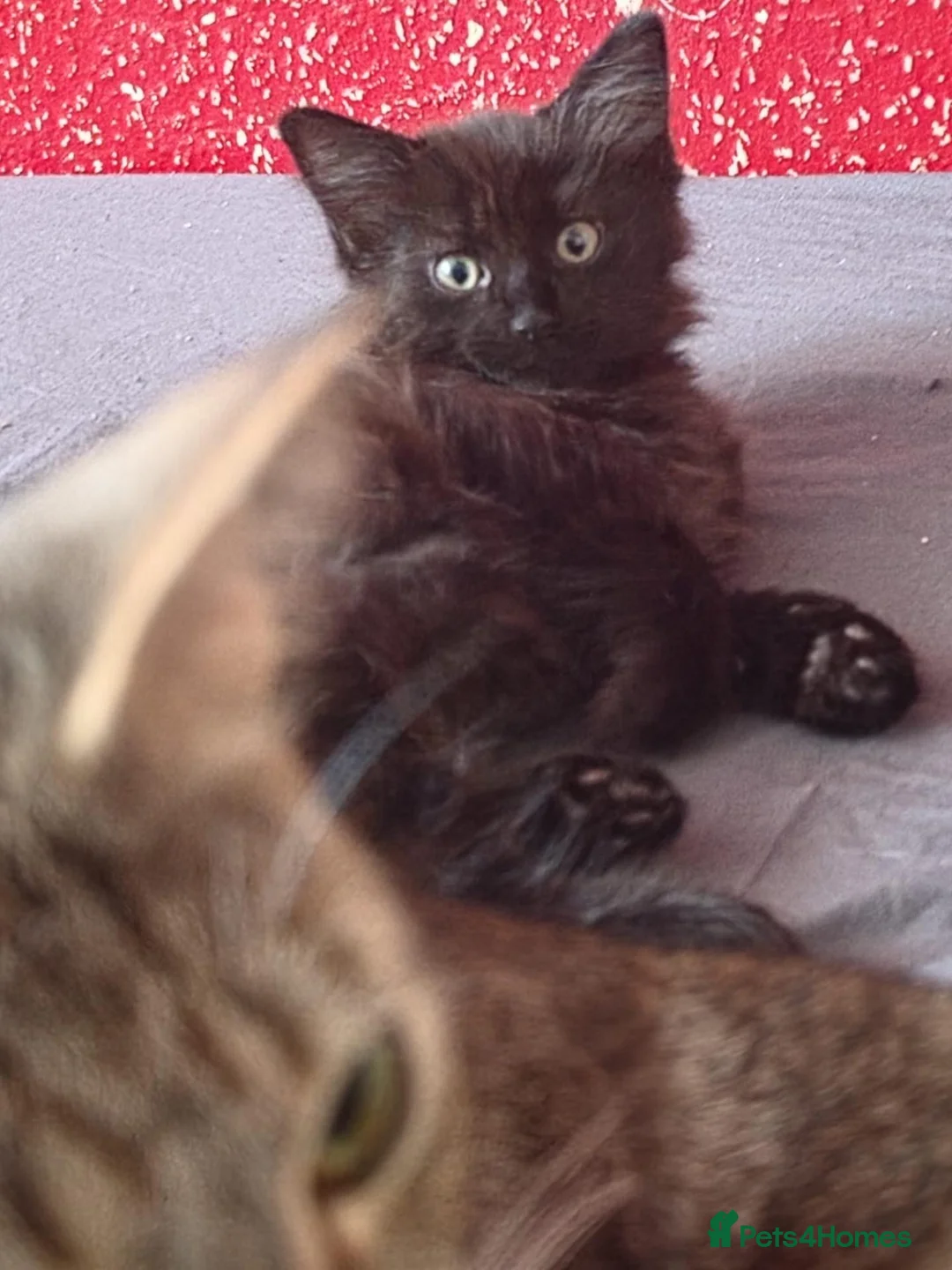 Domestic Shorthair cats for sale: Kittens for sale in Glasgow - Advert 6