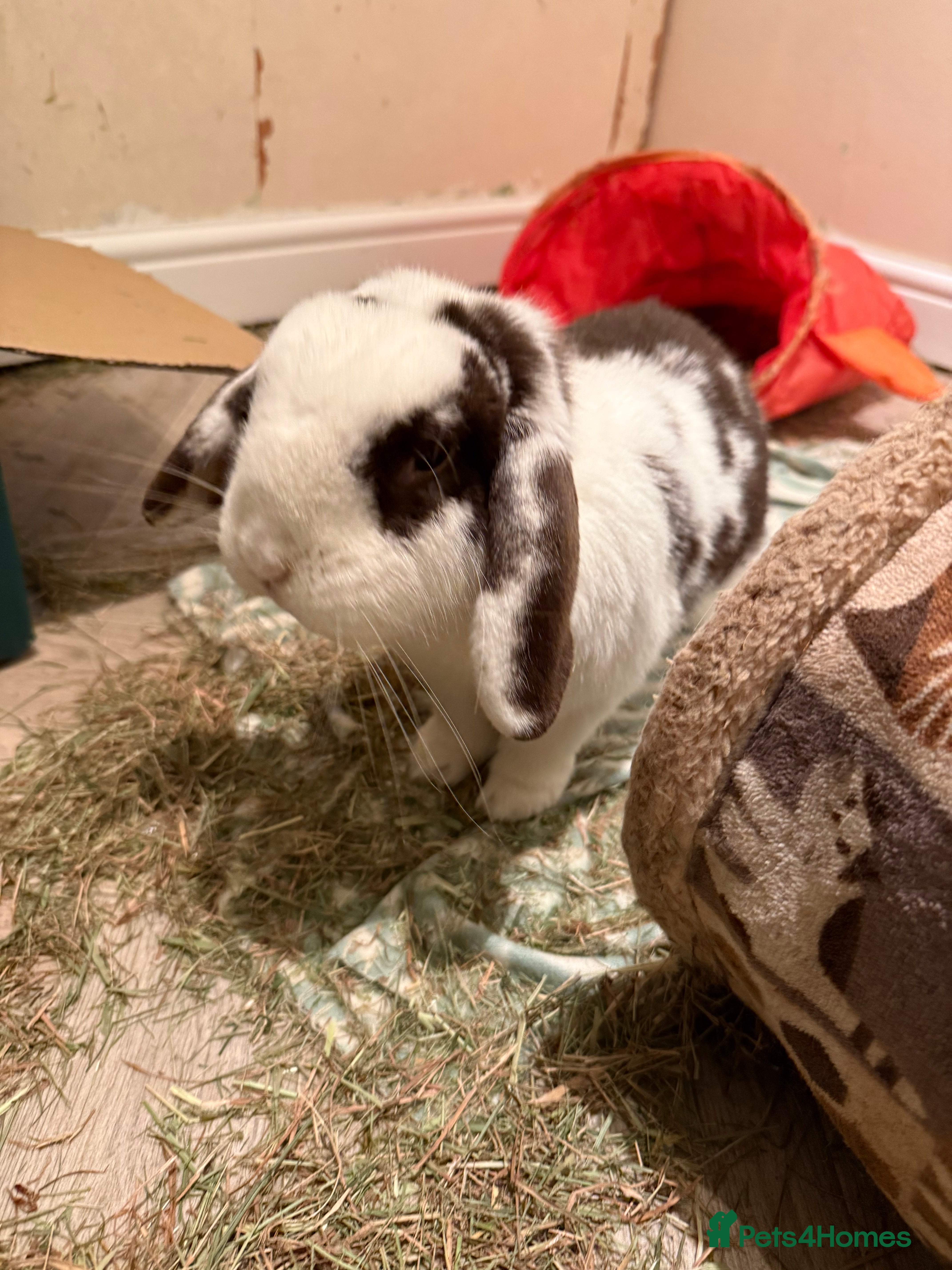 Lionhead rabbits Make rabbit for rehoming with companion  - Advert 1